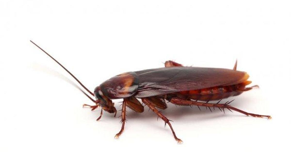 Photograph of the unique Asian Cockroach, known scientifically as Blattella asahinai.