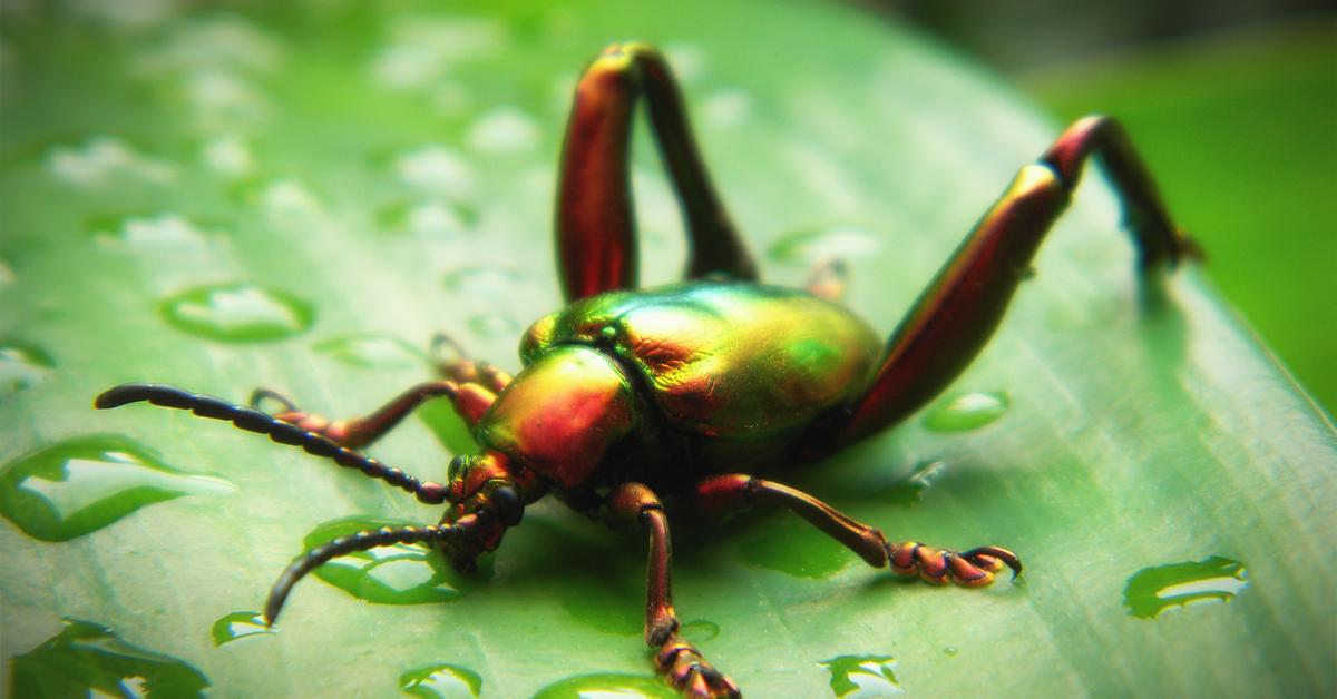 Image showcasing the Assassin Bug, known in Indonesia as Kumbang Pembunuh.