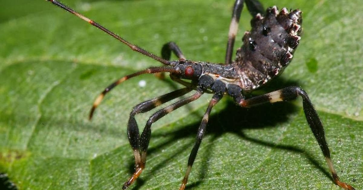 Engaging shot of the Assassin Bug, recognized in Indonesia as Kumbang Pembunuh.