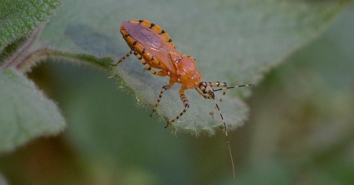 Striking appearance of the Assassin Bug, known in scientific circles as Reduviidae.