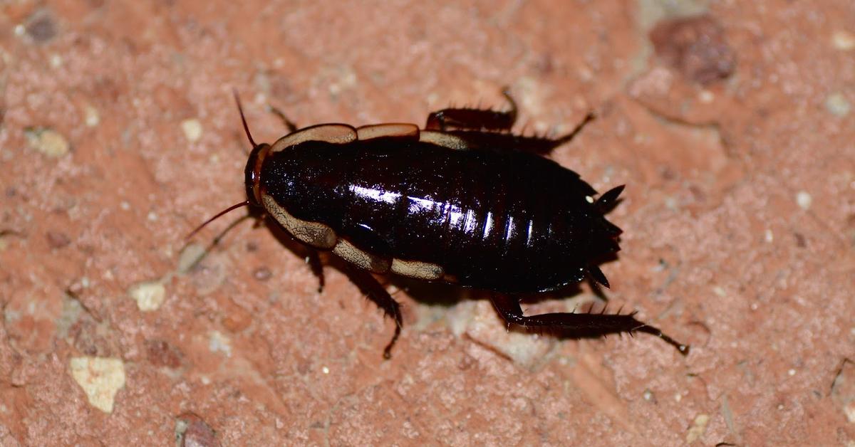 Enchanting Australian Cockroach, a species scientifically known as Periplaneta australasiae.