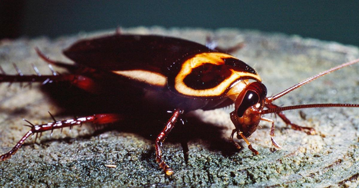 Splendid image of the Australian Cockroach, with the scientific name Periplaneta australasiae.