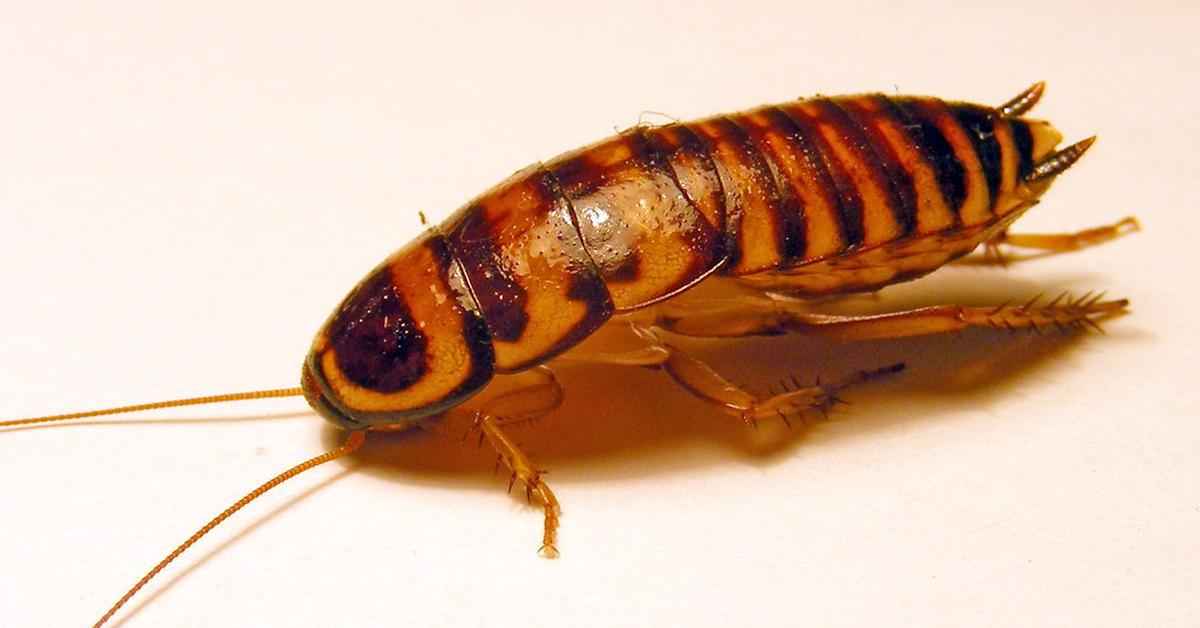 Captured beauty of the Australian Cockroach, or Periplaneta australasiae in the scientific world.