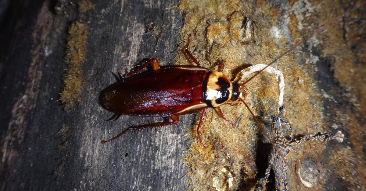 The Australian Cockroach, a species known as Periplaneta australasiae, in its natural splendor.