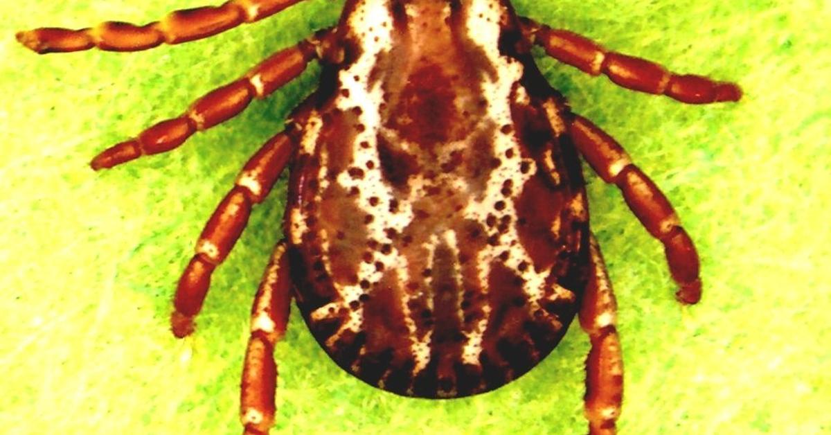 Enchanting American Dog Tick, a species scientifically known as Dermacentor variabilis.