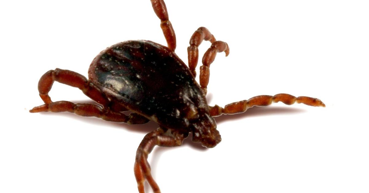 The elegant American Dog Tick (Dermacentor variabilis), a marvel of nature.