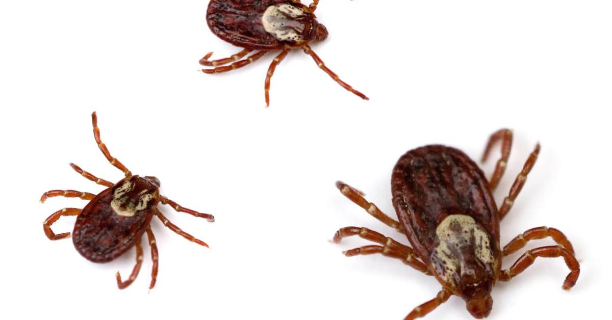 Dynamic image of the American Dog Tick, popularly known in Indonesia as Kutu Anjing Amerika.