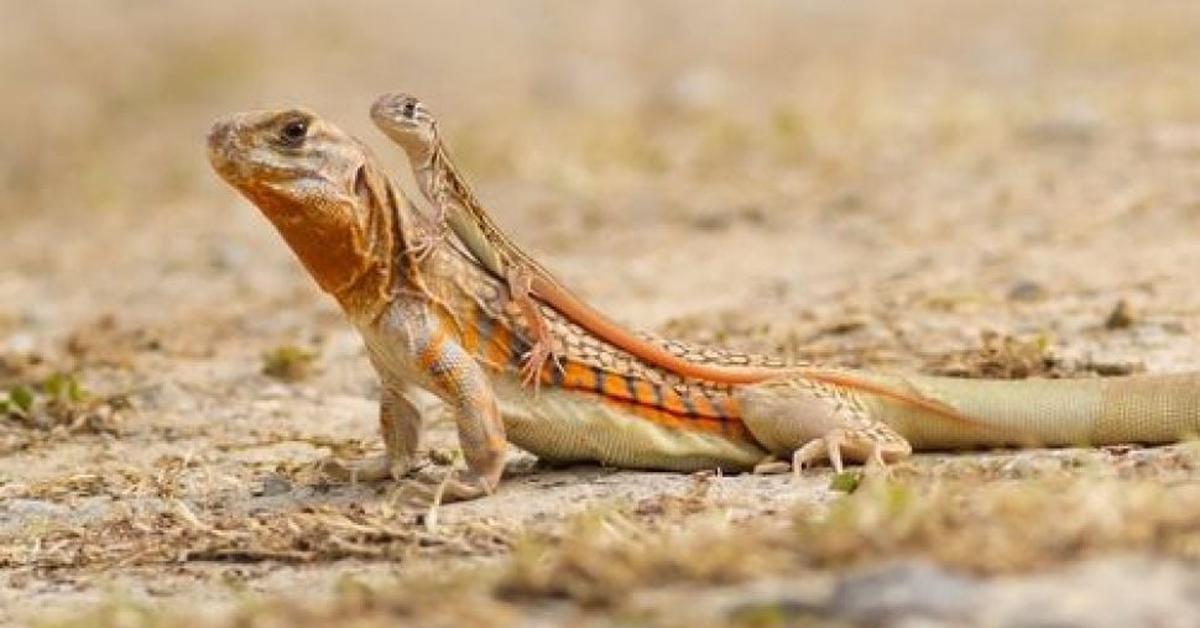 The fascinating Anole Lizard, scientifically known as Anolis.