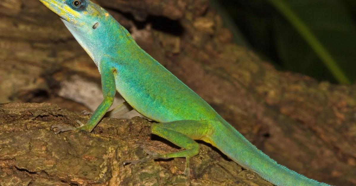 Picture of Anole Lizard, known in Indonesia as Kadal Anole.