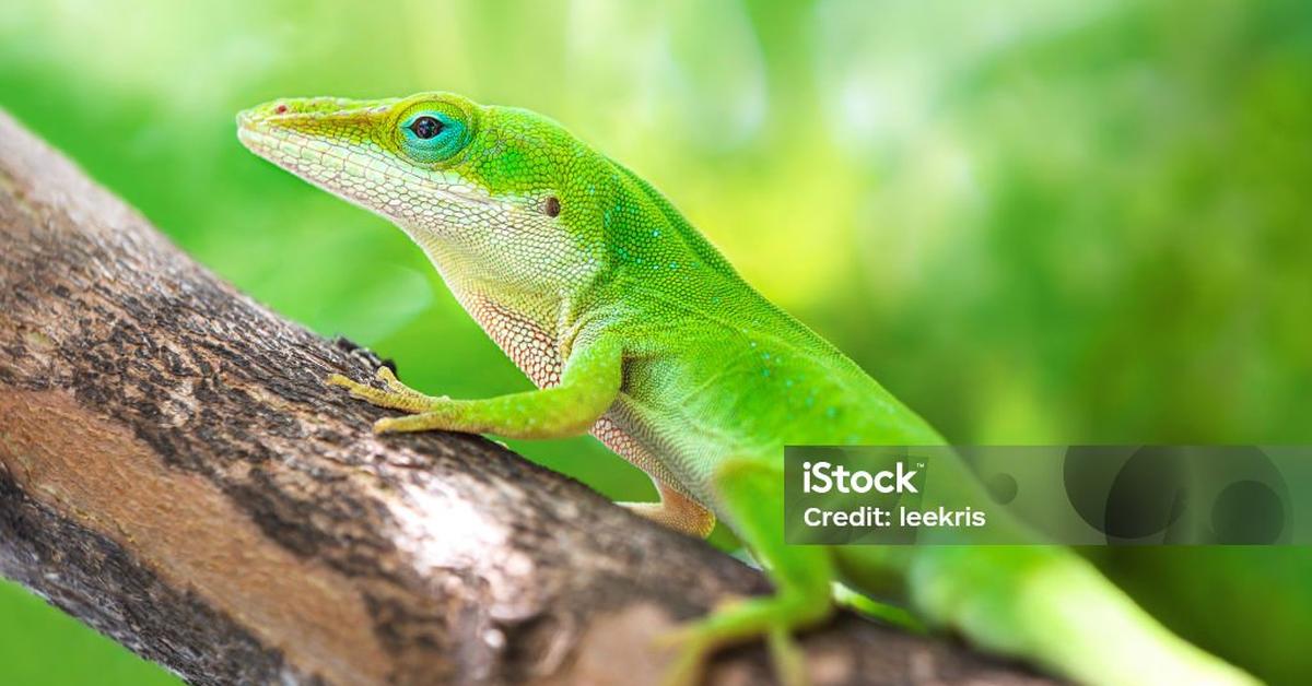 Unique portrayal of the Anole Lizard, also called Kadal Anole in Bahasa Indonesia.