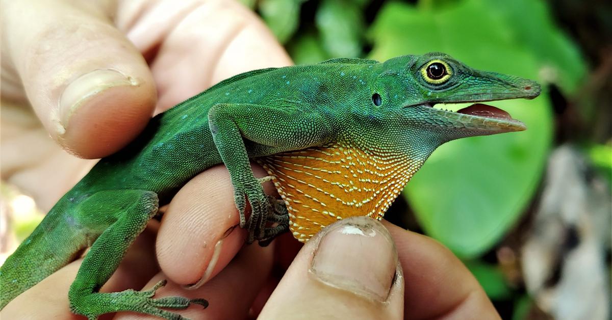 Charming view of the Anole Lizard, in Indonesia referred to as Kadal Anole.