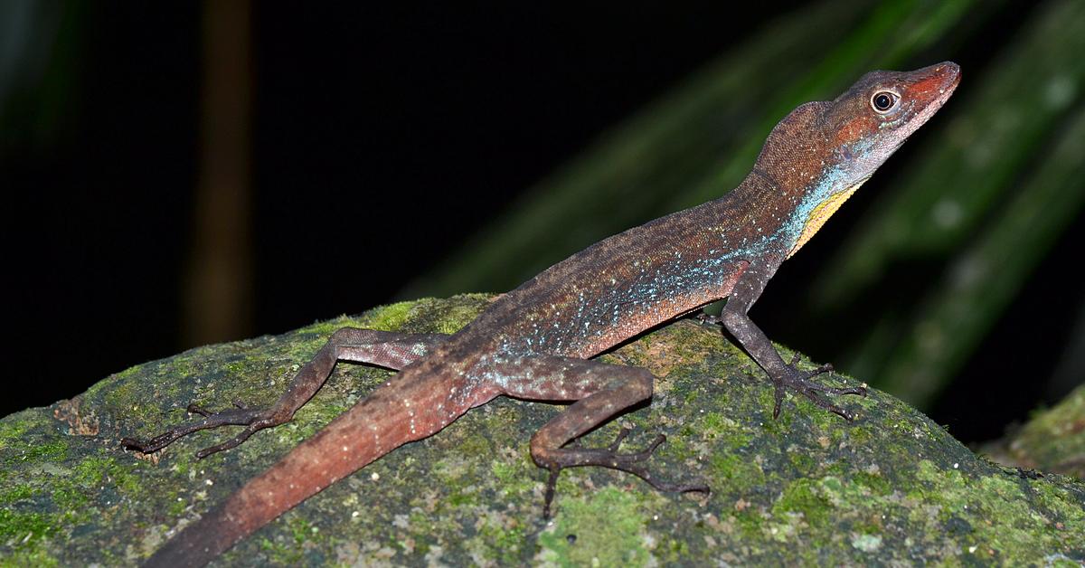 Distinctive Anole Lizard, in Indonesia known as Kadal Anole, captured in this image.