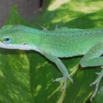 The Anole Lizard, an example of Anolis, in its natural environment.