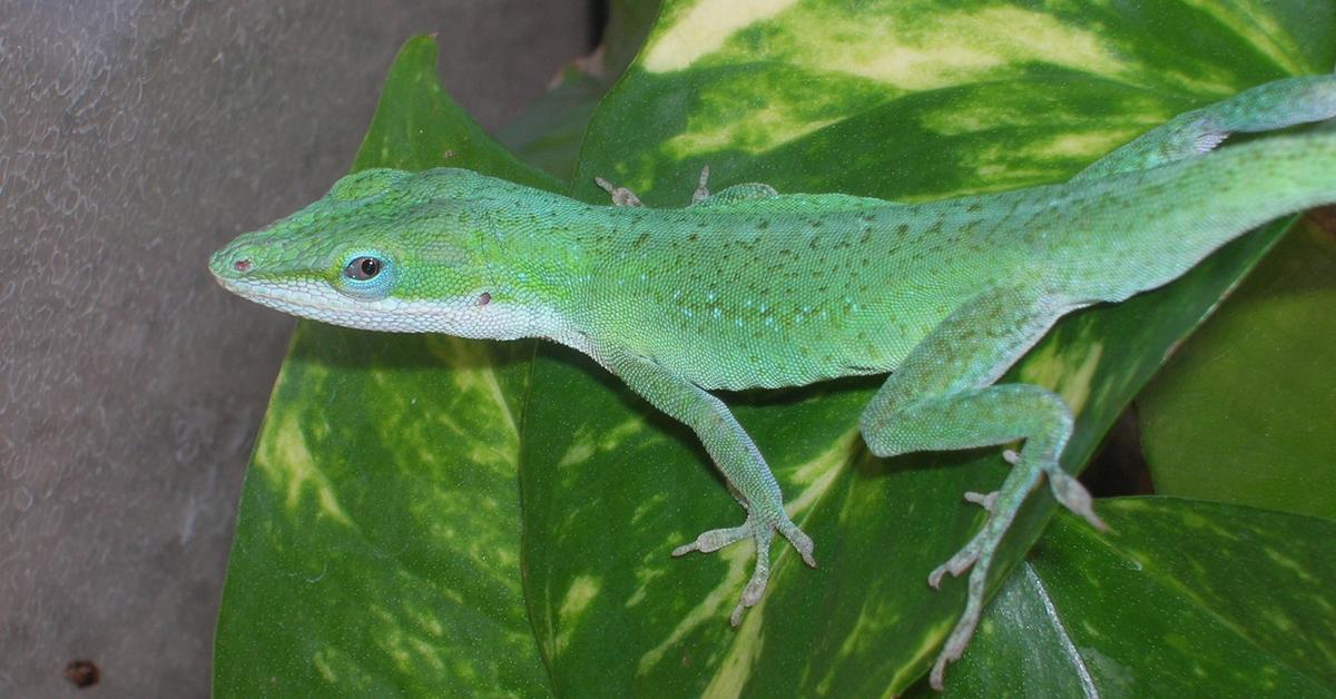 The Anole Lizard, an example of Anolis, in its natural environment.