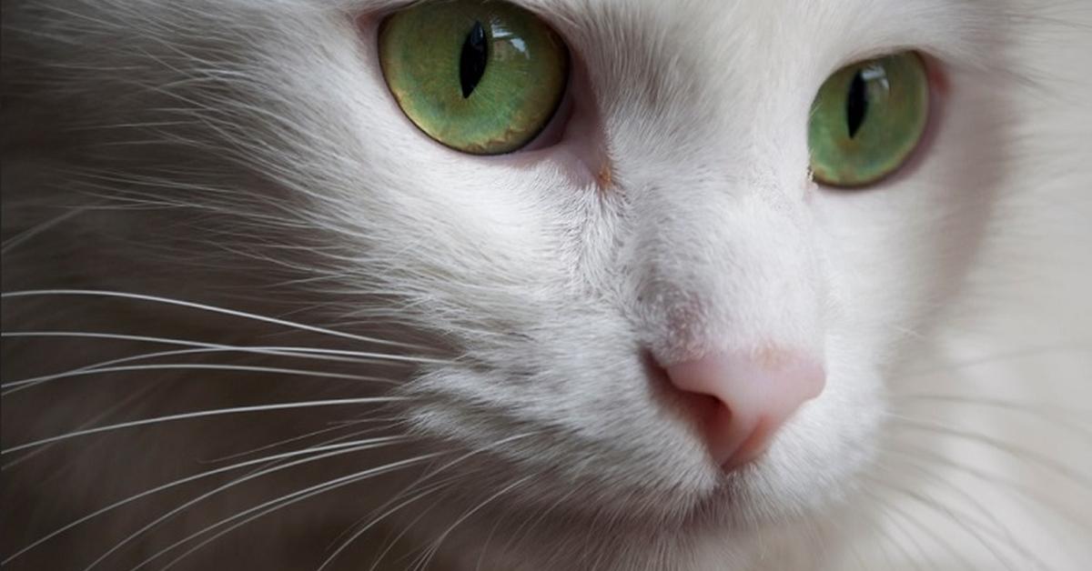 Captured beauty of the Angora Ferret, or Mustela furo in the scientific world.