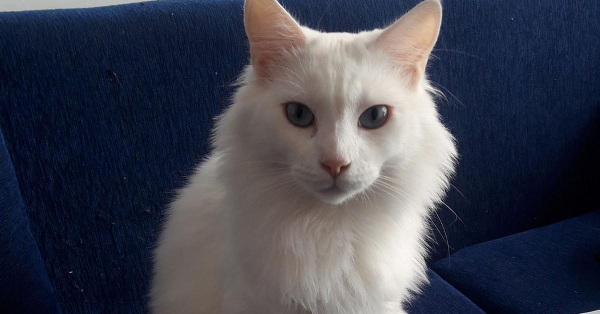 Detailed shot of the Angora Ferret, or Mustela furo, in its natural setting.