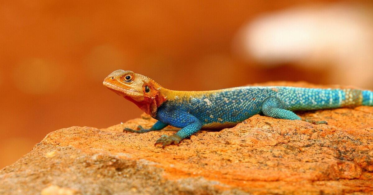 Natural elegance of the Agama Lizard, scientifically termed Agamidae.