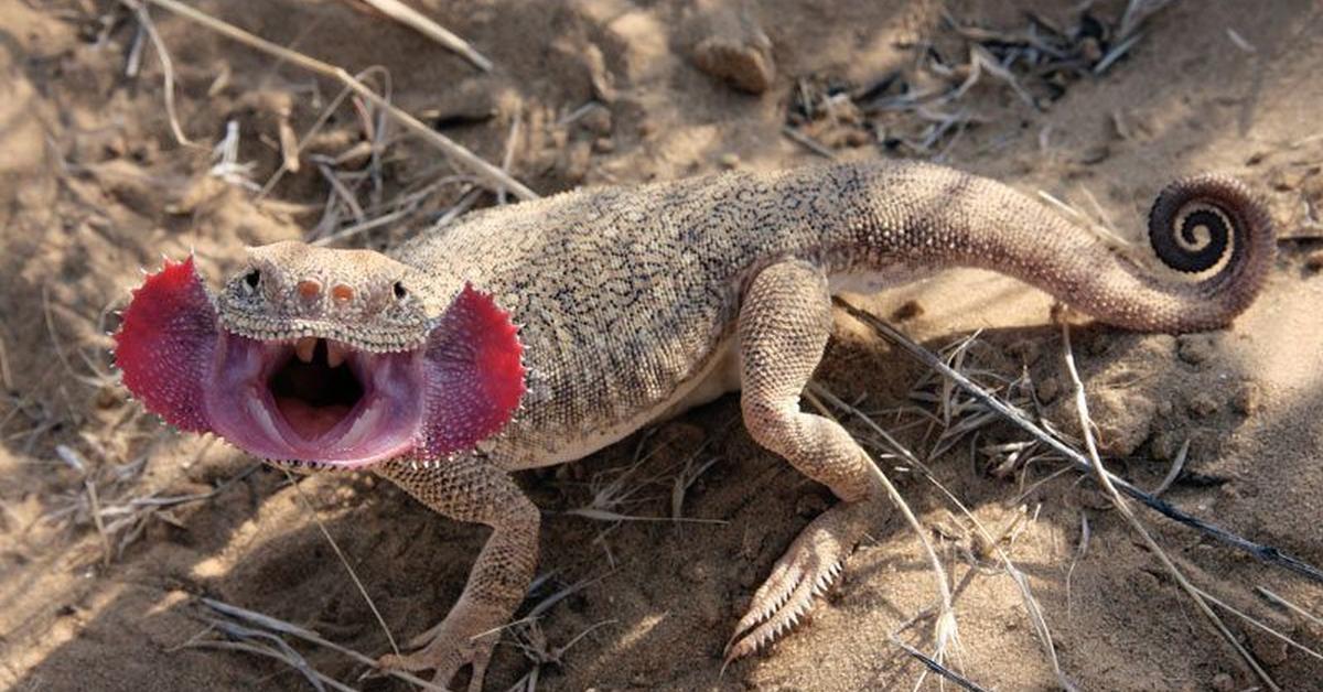 Captivating view of the Agama Lizard, known in Bahasa Indonesia as Kadal Agama.