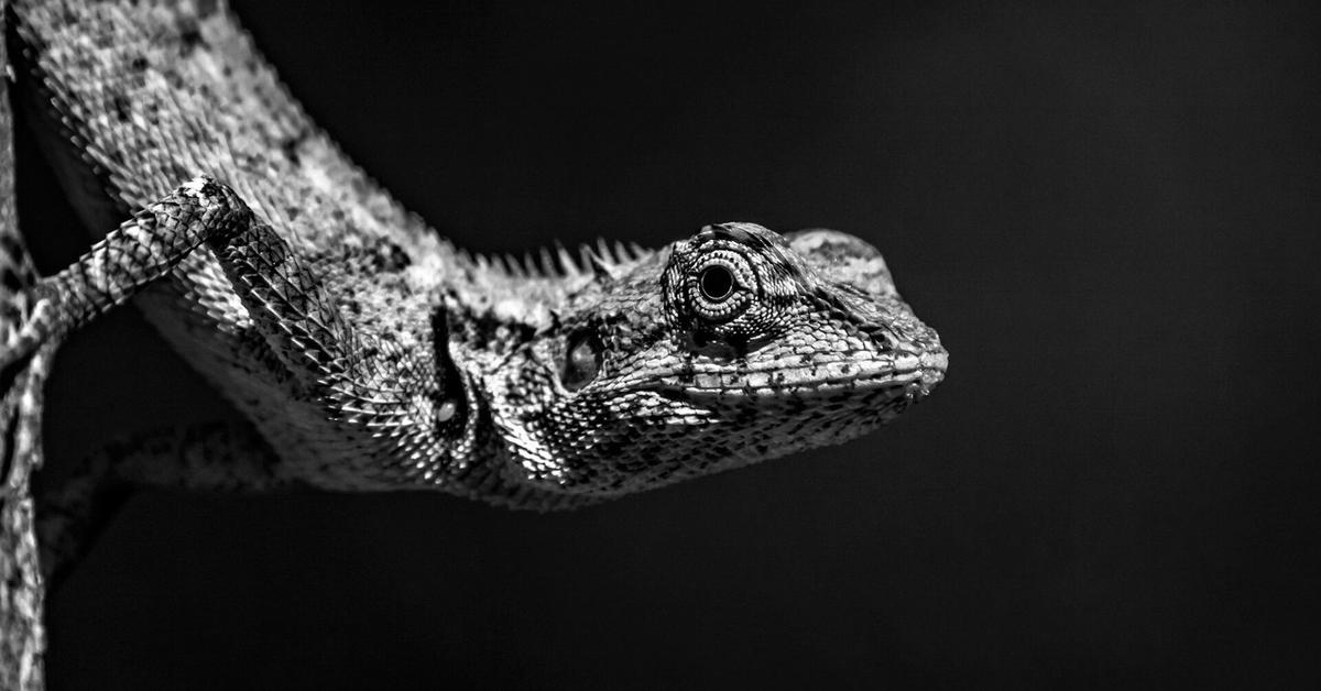 Image of the Agama Lizard (Agamidae), popular in Indonesia as Kadal Agama.