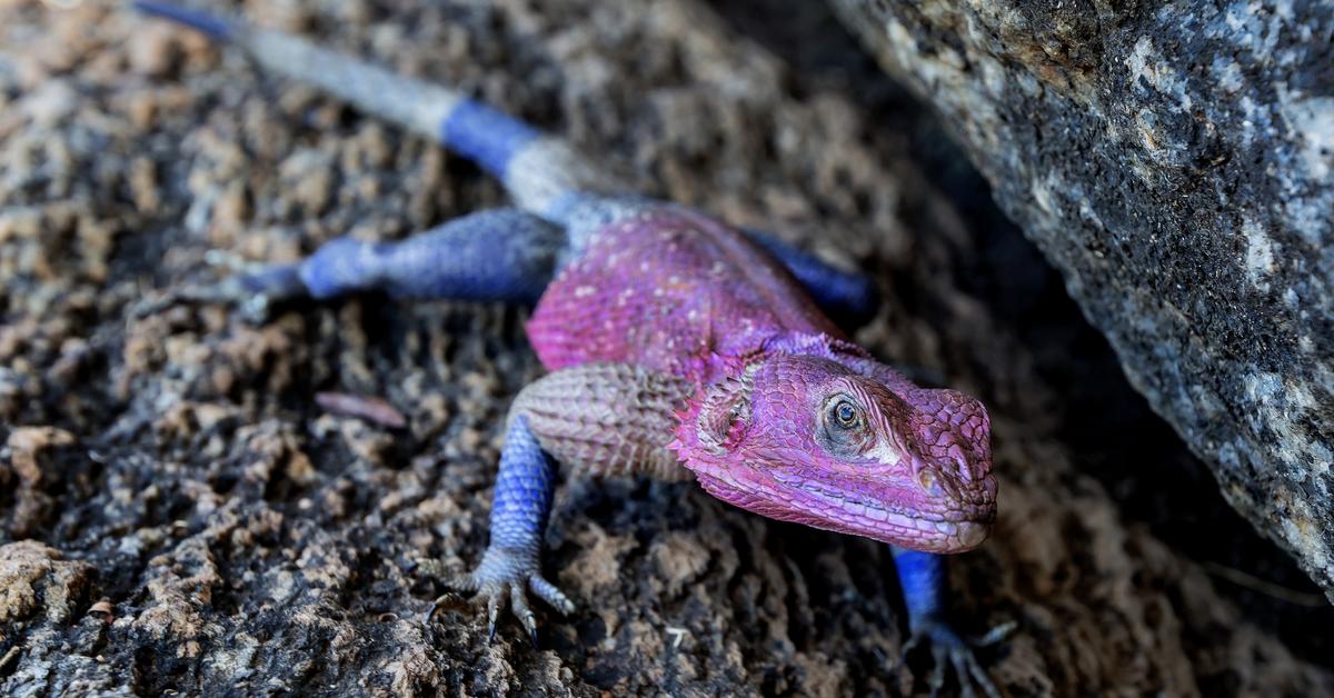 Snapshot of the intriguing Agama Lizard, scientifically named Agamidae.