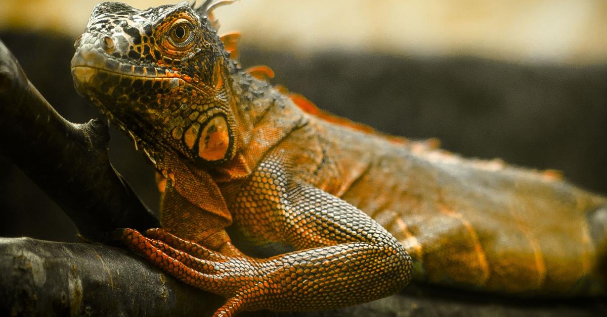 Exquisite image of Agama Lizard, in Indonesia known as Kadal Agama.