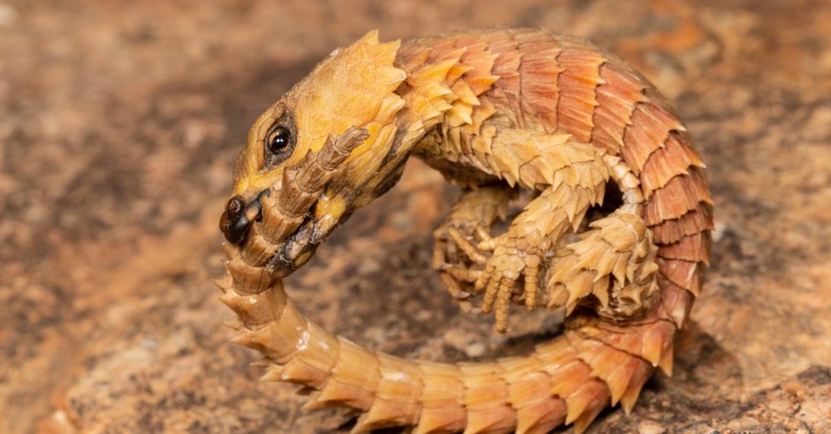 Stunning depiction of Armadillo Lizard, also referred to as Ouroborus cataphractus.