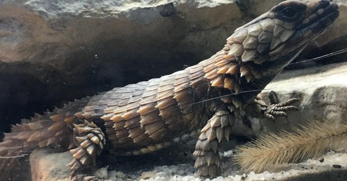 Captured moment of the Armadillo Lizard, in Indonesia known as Kadal Armadillo.