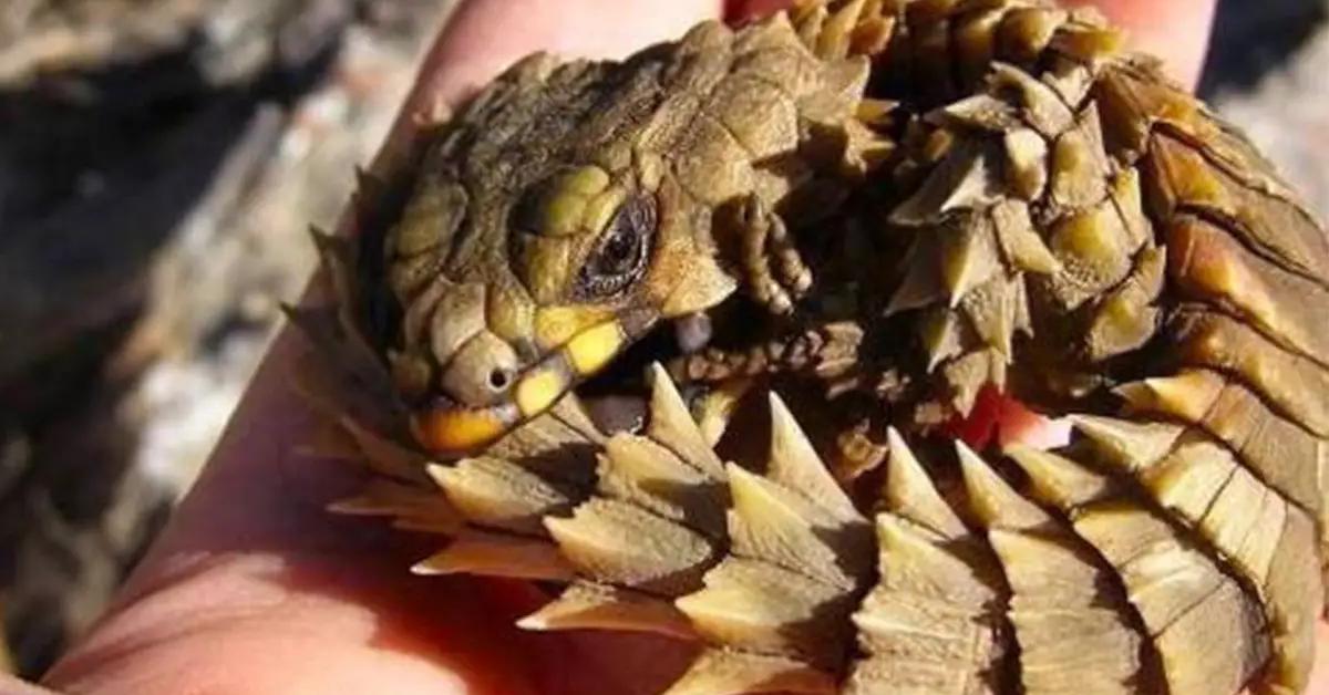 The Armadillo Lizard, a species known as Ouroborus cataphractus, in its natural splendor.