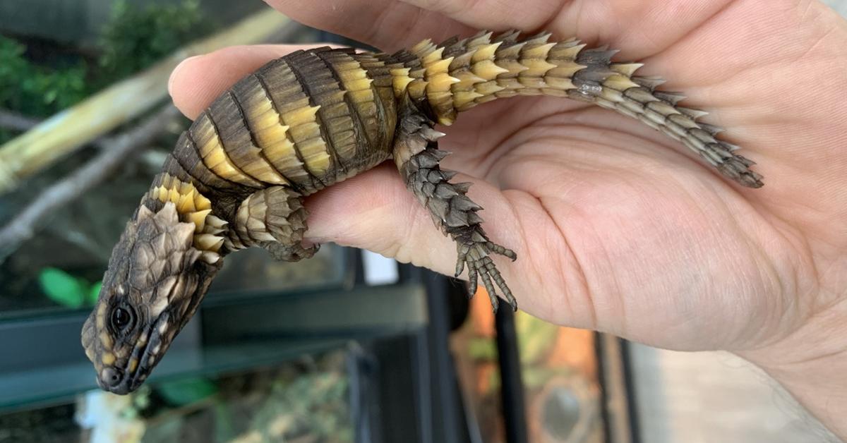 Captivating shot of the Armadillo Lizard, or Kadal Armadillo in Bahasa Indonesia.