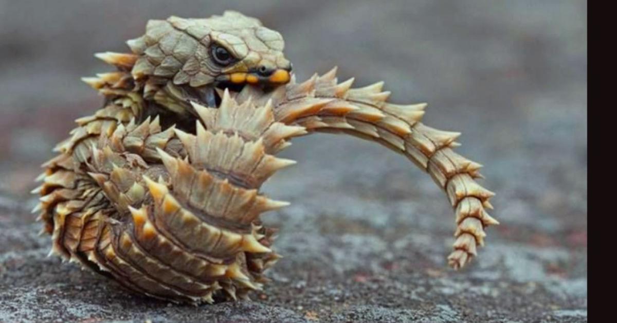 Portrait of a Armadillo Lizard, a creature known scientifically as Ouroborus cataphractus.