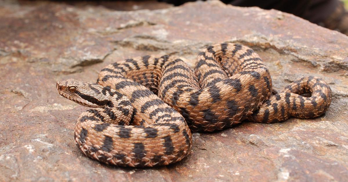 The fascinating Asp, scientifically known as Vipera aspis.