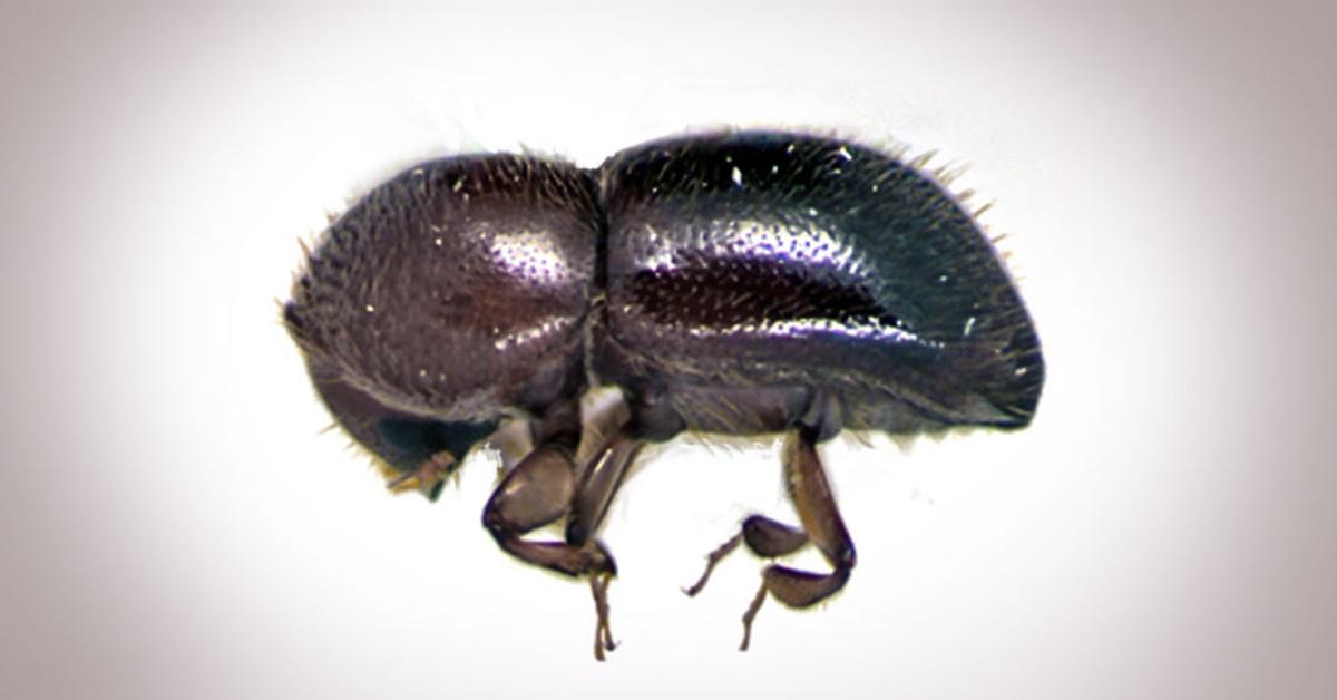 Snapshot of the intriguing Ambrosia Beetle, scientifically named Xylosandrus.