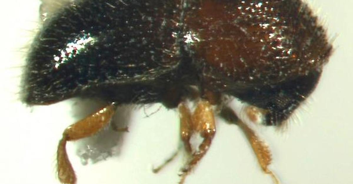 Close-up view of the Ambrosia Beetle, known as Kumbang Ambrosia in Indonesian.