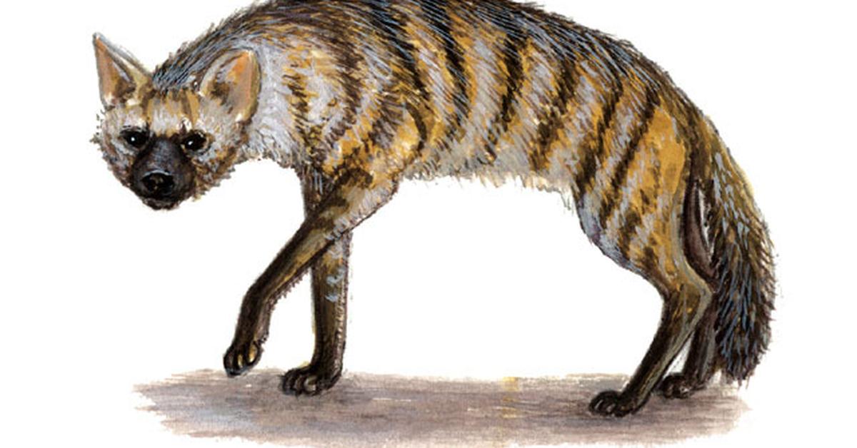 Splendid image of the Aardwolf, with the scientific name Proteles cristata.