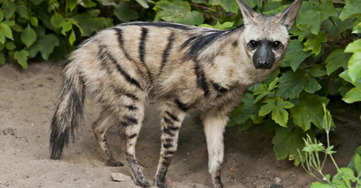 Iconic view of the Aardwolf, or Proteles cristata, in its habitat.