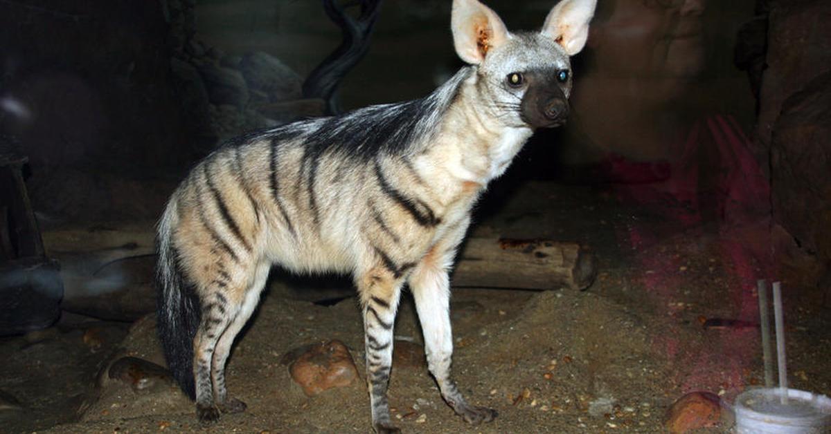 Visual of Aardwolf, or Serigala Tanah in Indonesian, showcasing its beauty.