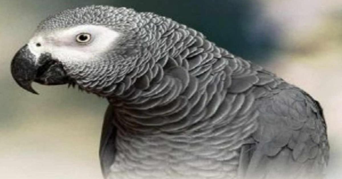 The African Grey Parrot in its natural beauty, locally called Burung Beo Kelabu Afrika.