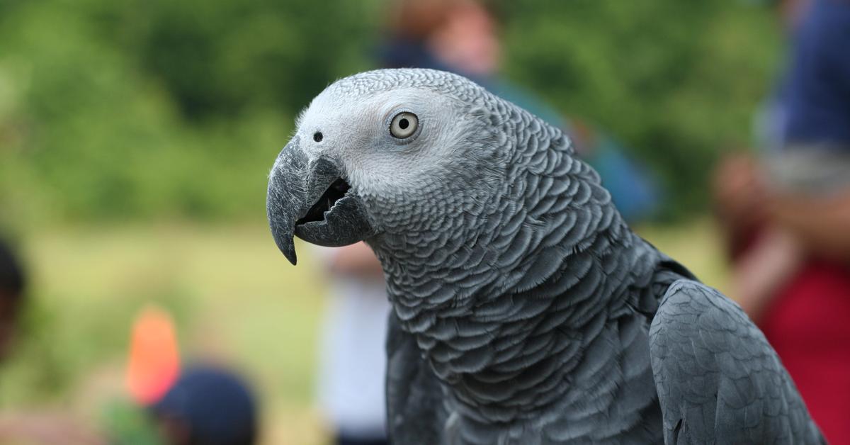 Photograph of the unique African Grey Parrot, known scientifically as Psittacus erithacus.