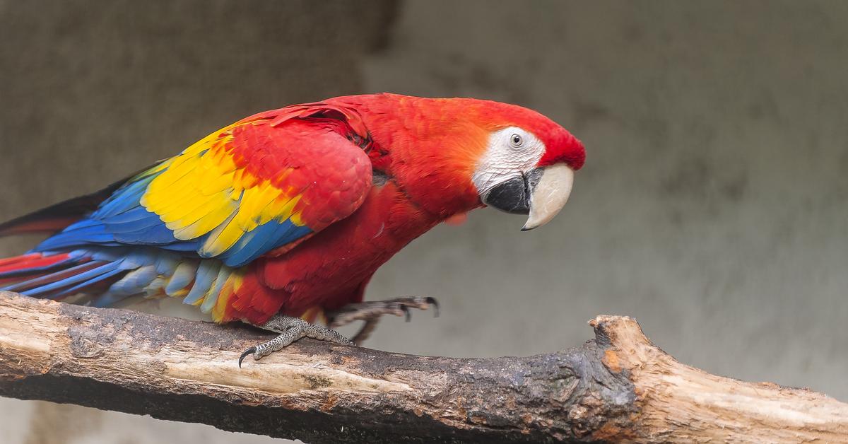 Captivating shot of the African Grey Parrot, or Burung Beo Kelabu Afrika in Bahasa Indonesia.