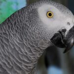 The fascinating African Grey Parrot, scientifically known as Psittacus erithacus.