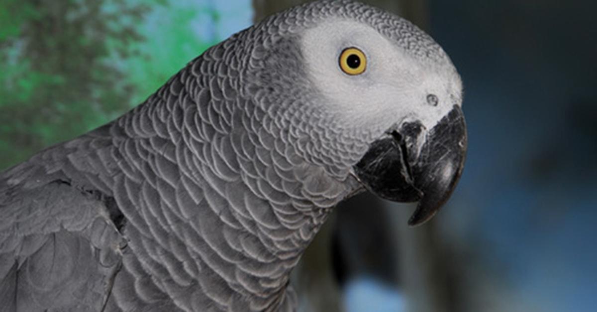 Picture of African Grey Parrot, known in Indonesia as Burung Beo Kelabu Afrika.