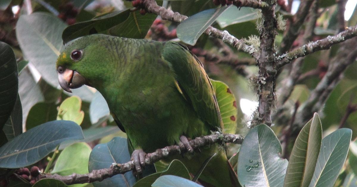 Vivid image of the Amazon Parrot, or Burung Beo Amazon in Indonesian context.