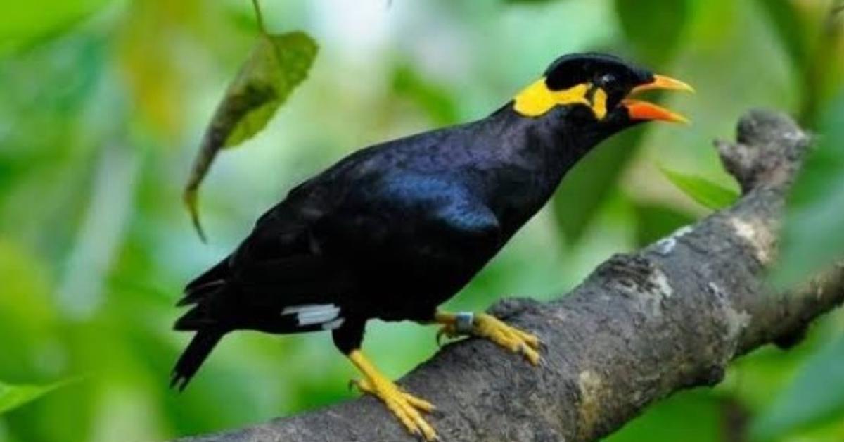 Picture of Amazon Parrot, known in Indonesia as Burung Beo Amazon.