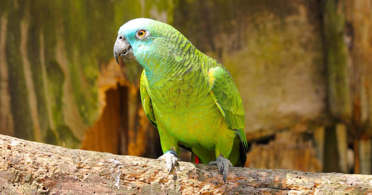 Vibrant snapshot of the Amazon Parrot, commonly referred to as Burung Beo Amazon in Indonesia.