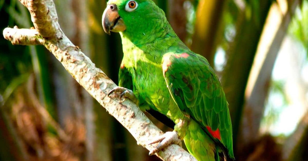 Photogenic Amazon Parrot, scientifically referred to as Amazona.