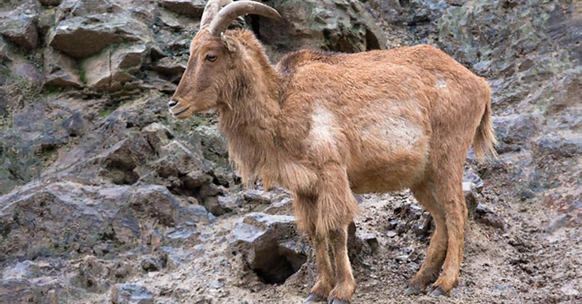 Vibrant snapshot of the Aoudad Sheep, commonly referred to as Domba Aoudad in Indonesia.