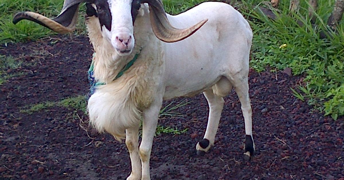 Splendid image of the Aoudad Sheep, with the scientific name A. lervia.