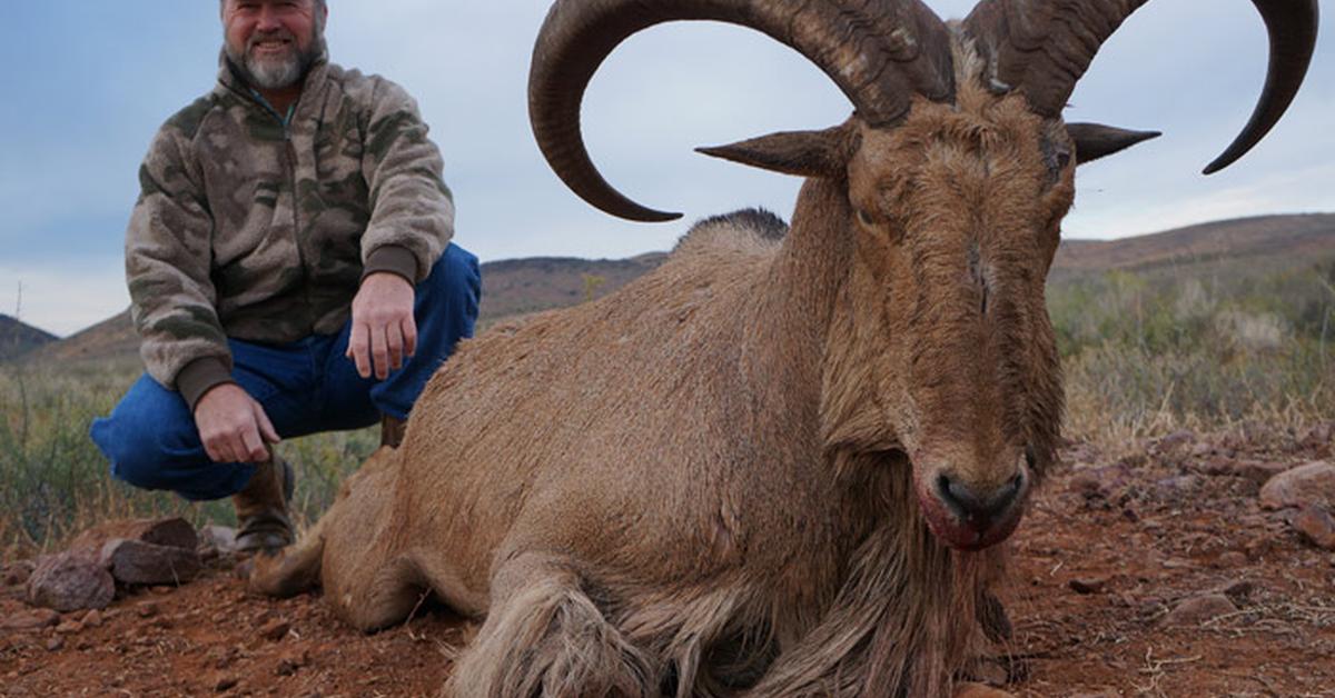 Photographic depiction of the unique Aoudad Sheep, locally called Domba Aoudad.