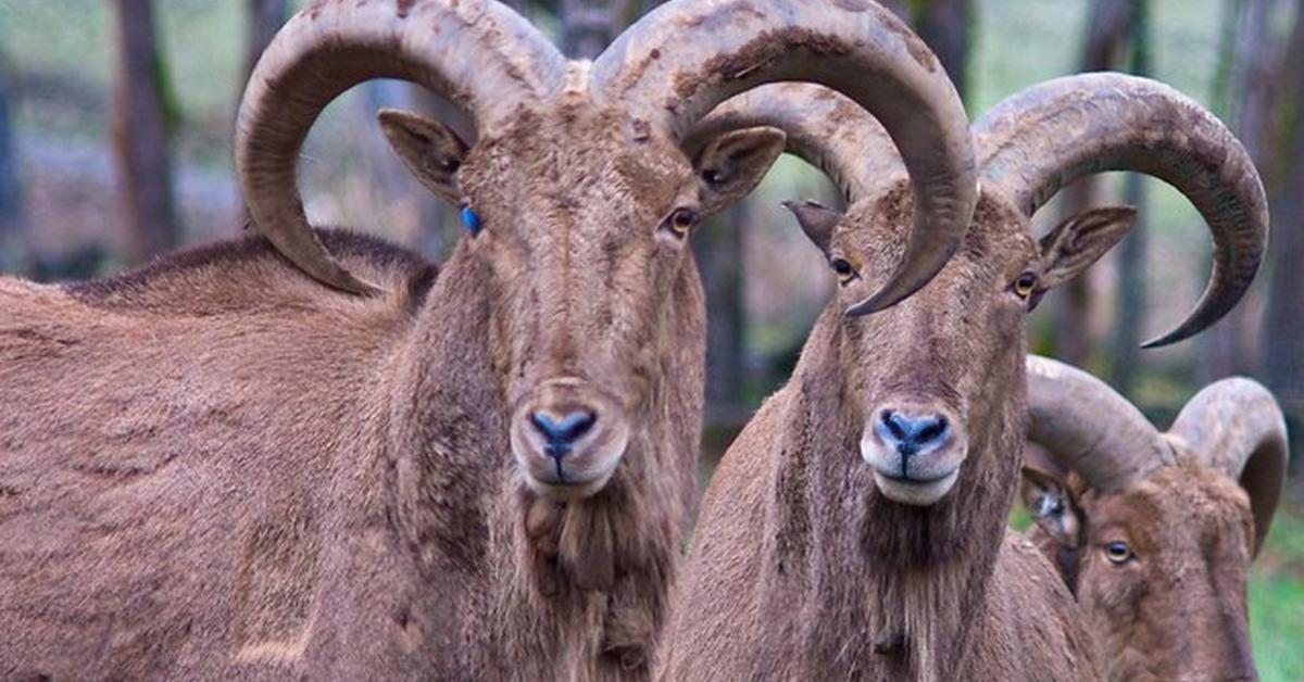 The Aoudad Sheep, a species known as A. lervia, in its natural splendor.