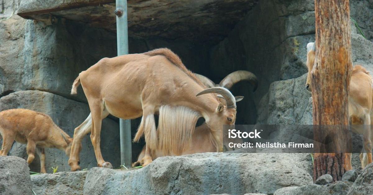 Image of the Aoudad Sheep (A. lervia), popular in Indonesia as Domba Aoudad.